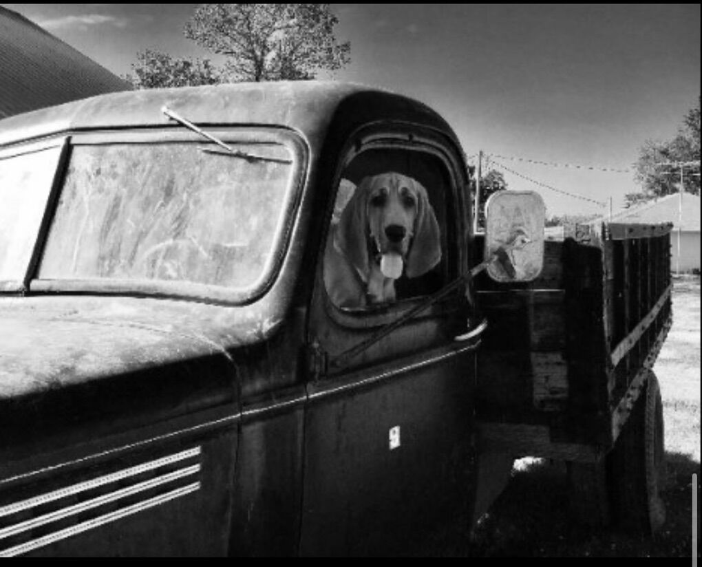 AKC Registered Bloodhounds