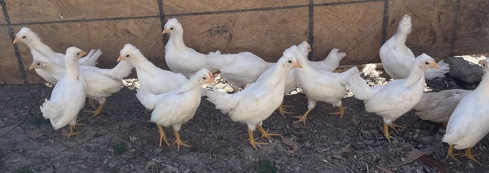 4-5 Week Old Schijndelaar Chicks Pullets & roos