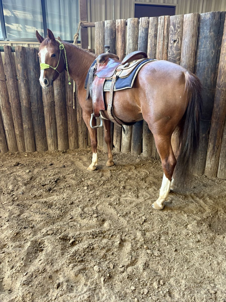 5 Yo AQHA cow bred mare