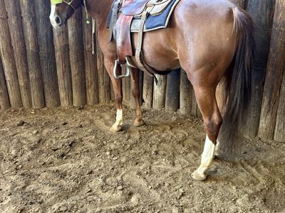 5 Yo AQHA cow bred mare