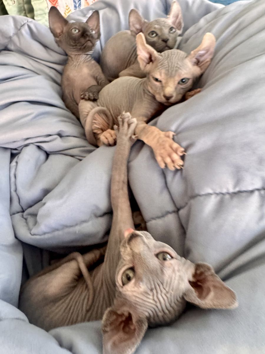 Sphynx Kittens