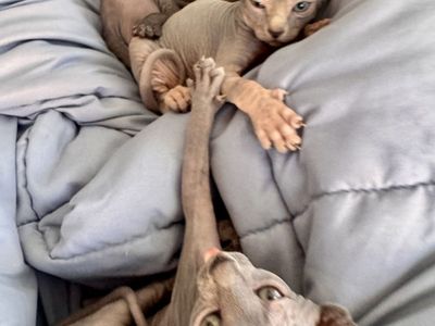 Sphynx Kittens
