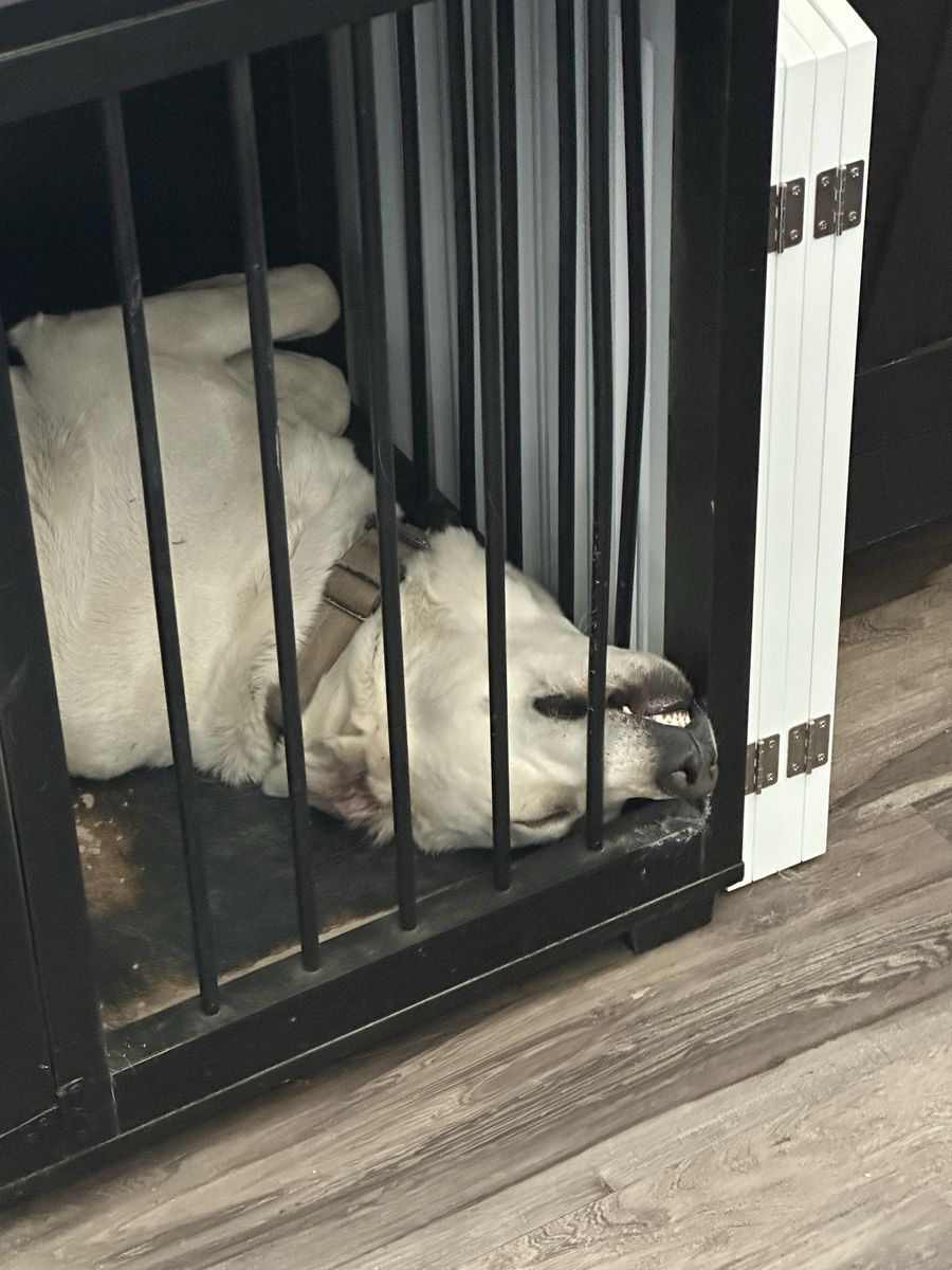 Urgent: Aspen needs a home