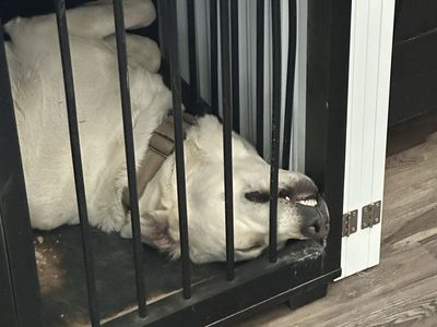 Urgent: Aspen needs a home
