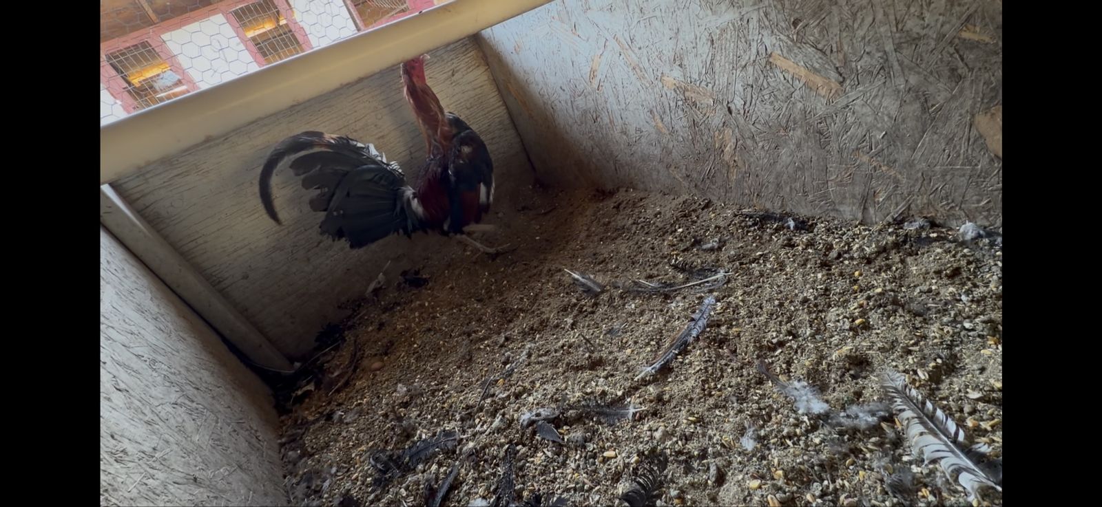 Rooster