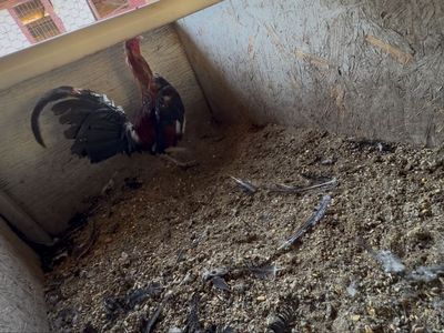 Rooster