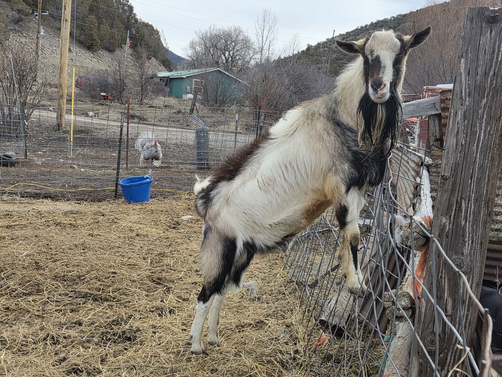 ADGA registered Alpine Buck