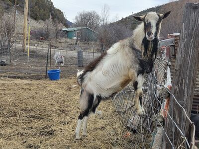 ADGA registered Alpine Buck
