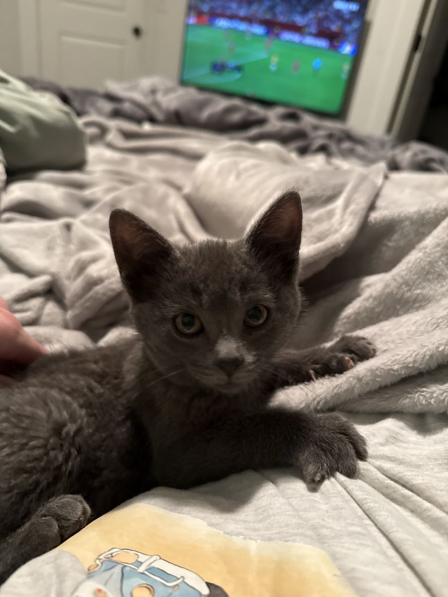Rehoming our kitten