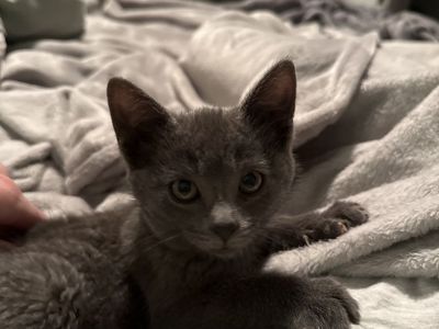 Rehoming our kitten