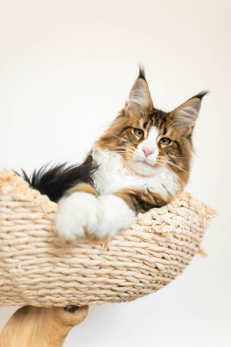 Maine Coon Kitten (Female/Polydactyl)