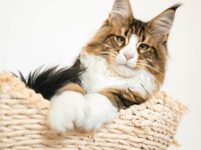 Maine Coon Kitten (Female/Polydactyl)