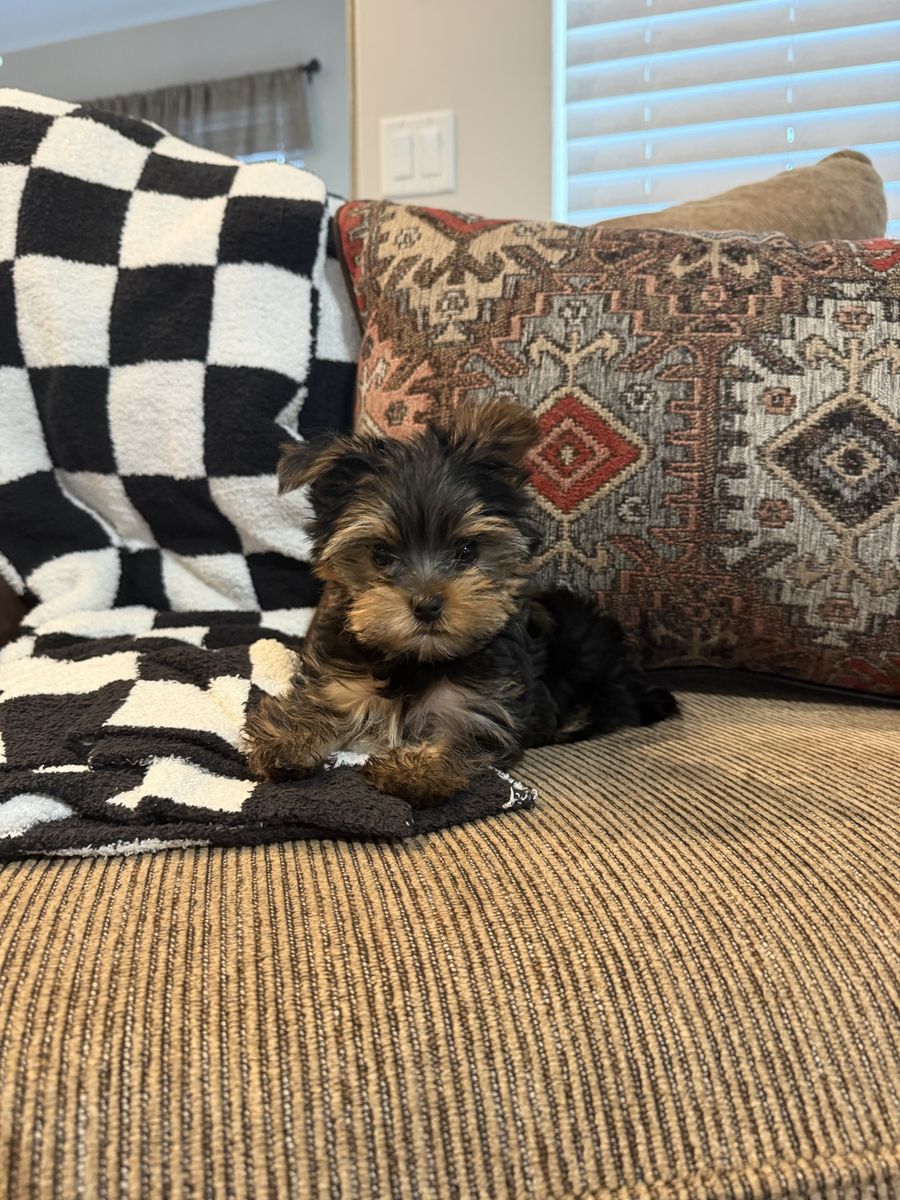 Purebred Yorkie pup male 9 weeks old