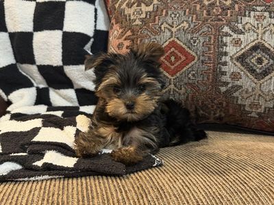 Purebred Yorkie pup male 9 weeks old