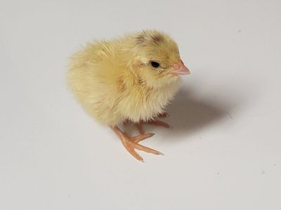 Coturnix Quail Chicks