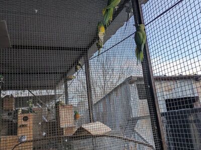 Green Indian ringnecks for sale