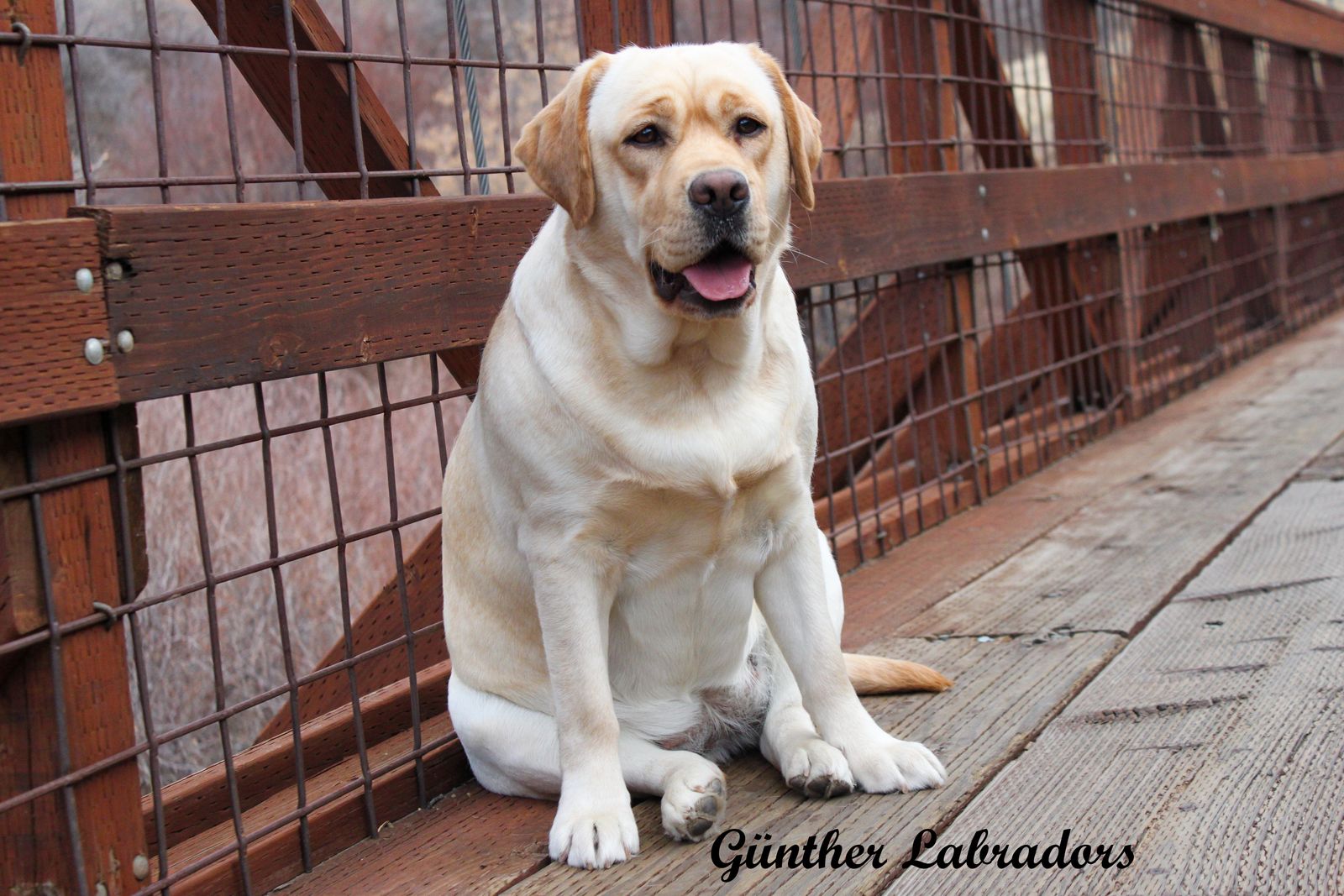 AKC English Yellow/Red Labrador/Lab Puppies