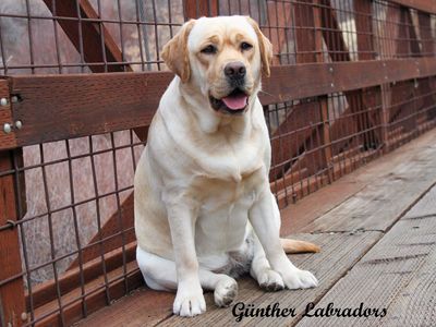 AKC English Yellow/Red Labrador/Lab Puppies