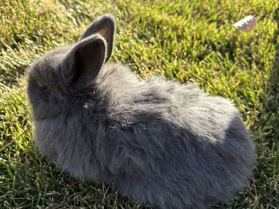 2 LEFT pure holland Lop ear Babies