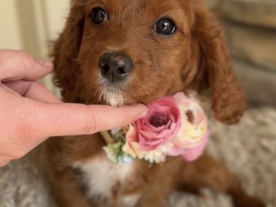 Cavapoo