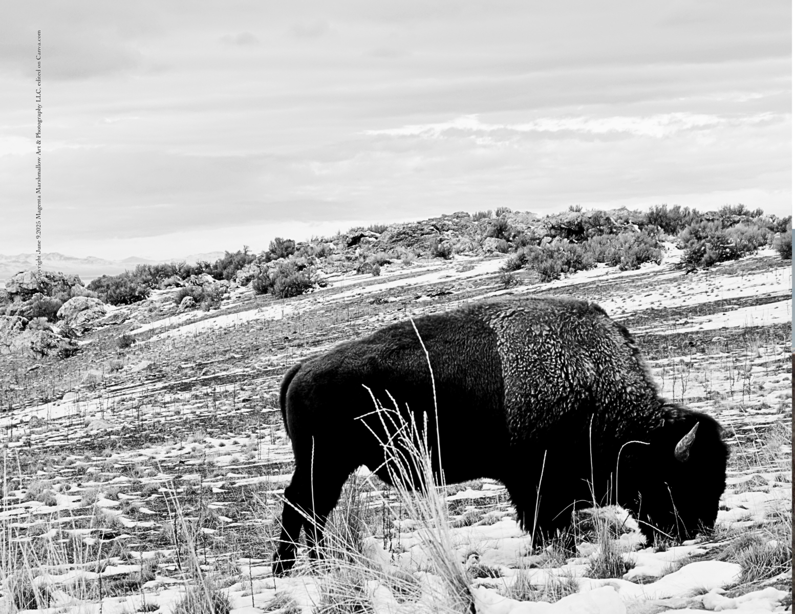 Bison - Black & White - Canvas Print