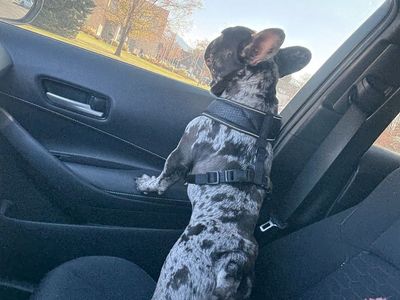 Frenchbuldog stud only