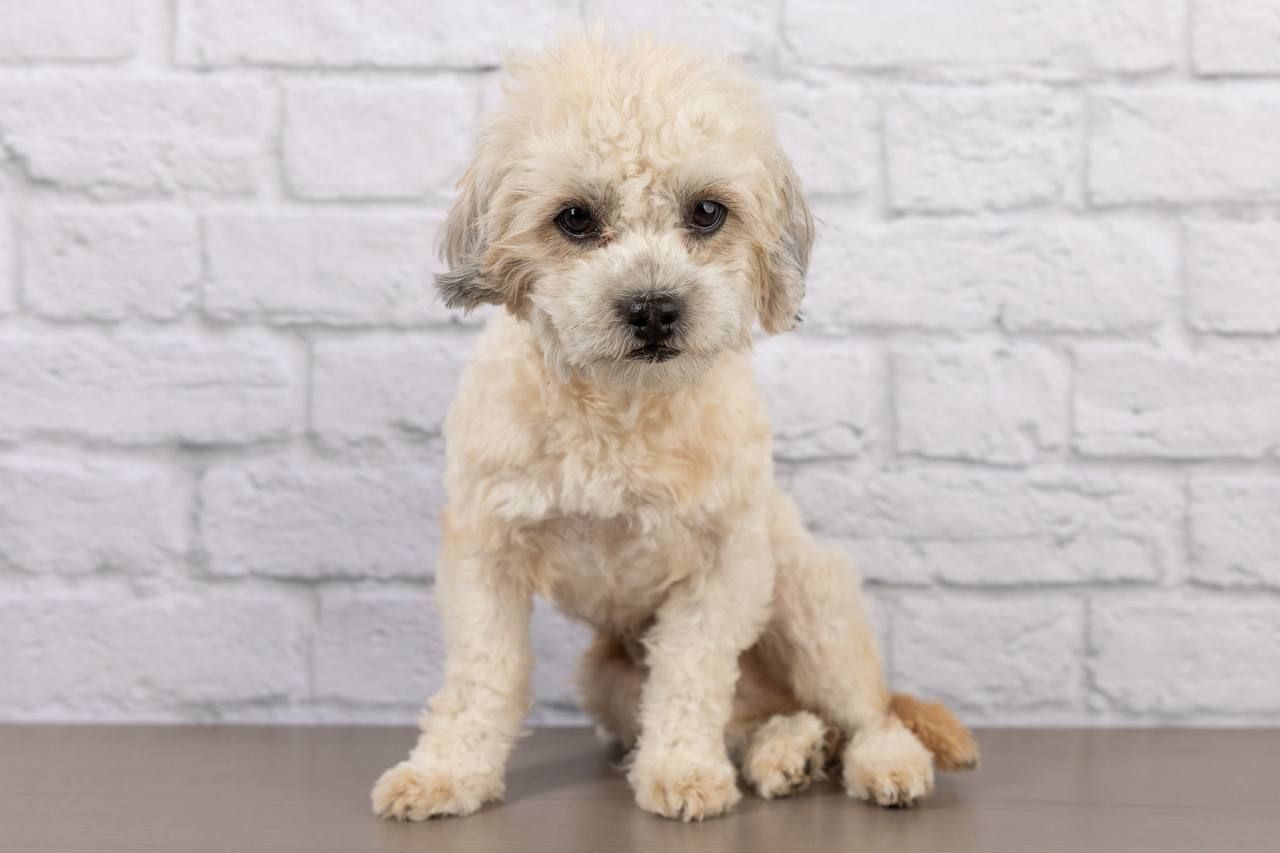 Meet Aster - Maltipoo Puppy Looking for His Forever Home