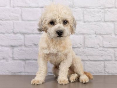 Meet Aster - Maltipoo Puppy Looking for His Forever Home