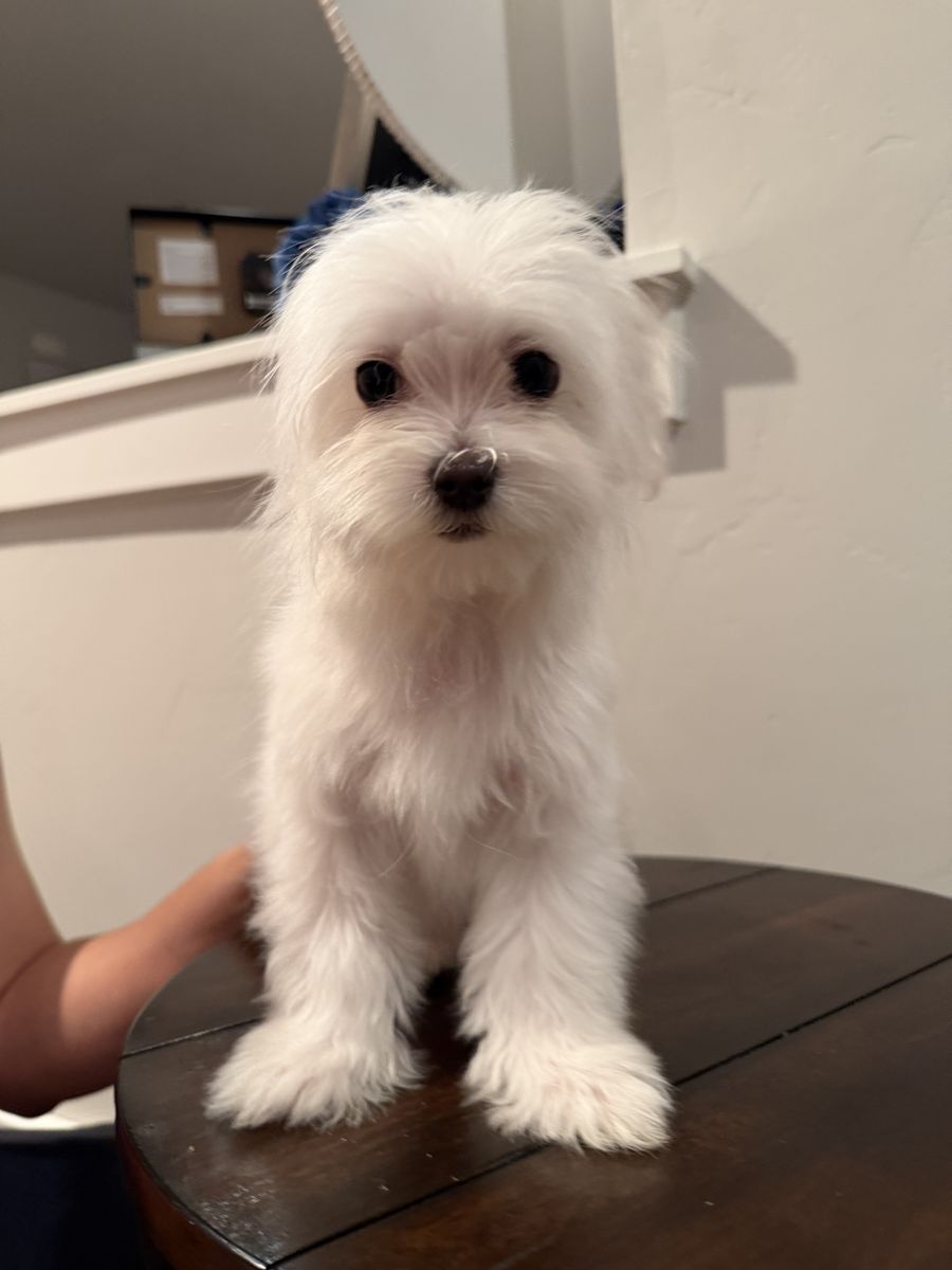 Purebred Male Maltese Puppies