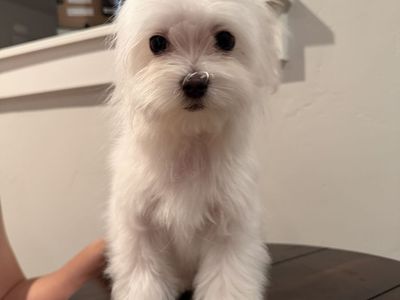 Purebred Male Maltese Puppies