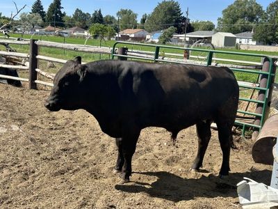 18‑Month‑Old Semimetal–Angus Bull — Gentle & Growing — $3,500