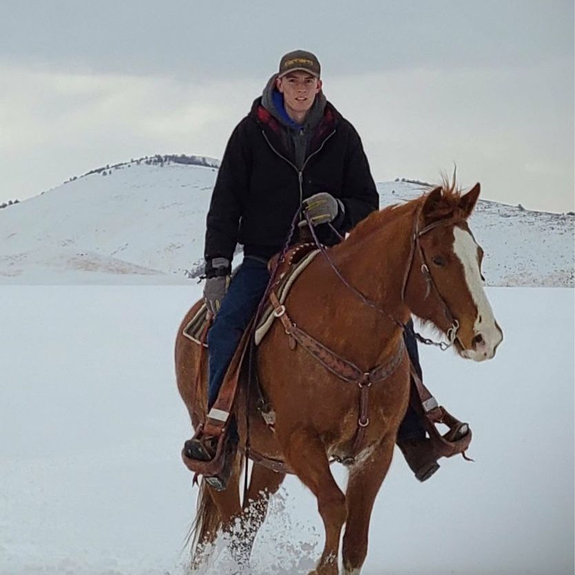 15 year old quarter horse