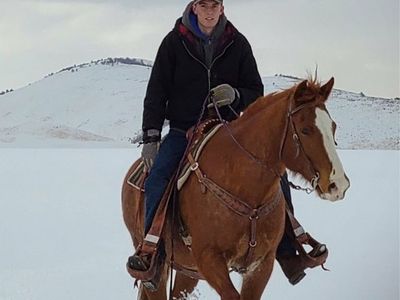 15 year old quarter horse