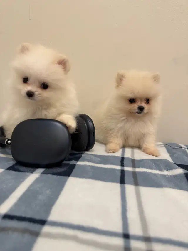 Pomeranian Puppies Text:435-340-6029