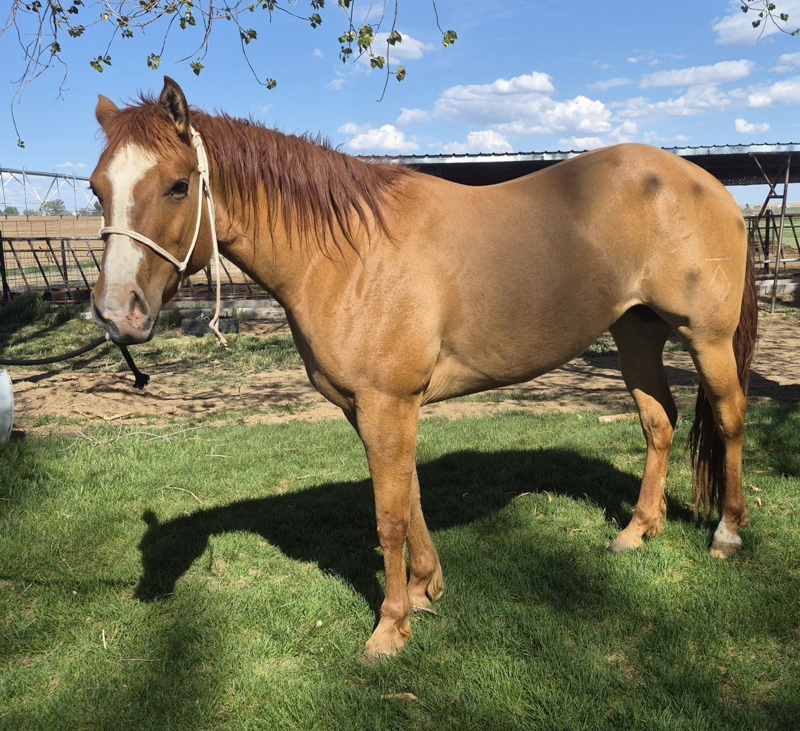 4 yr old AQHA Mare