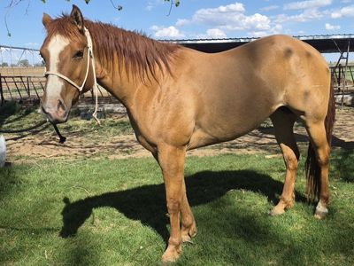 4 yr old AQHA Mare