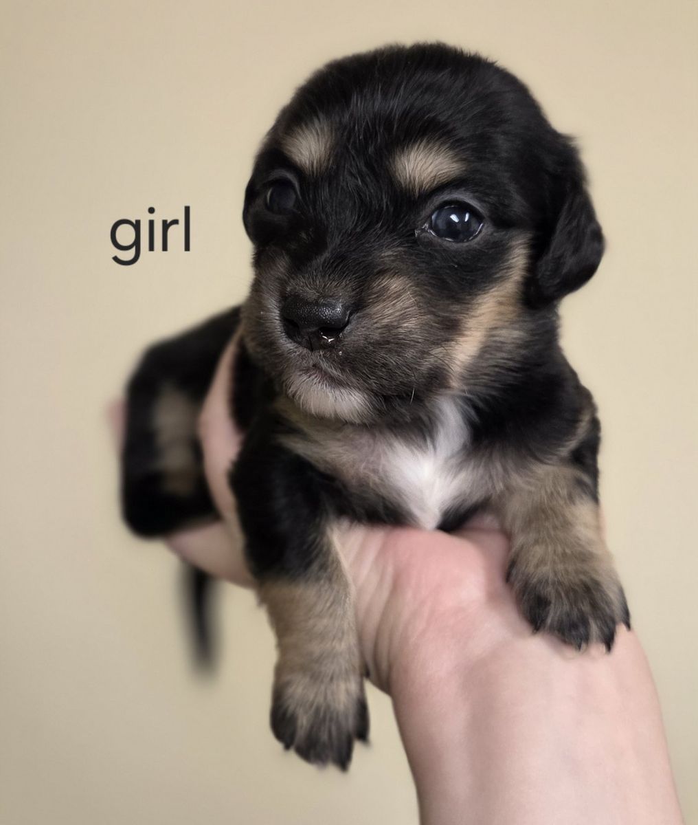 Dachshund Puppies- Ready mid to late September