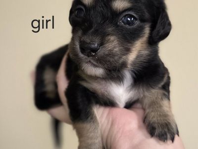 Dachshund Puppies- Ready mid to late September
