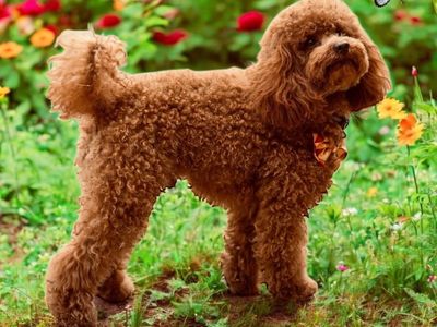 Lil Red Cooper 5lb Toy Poodle Stud only