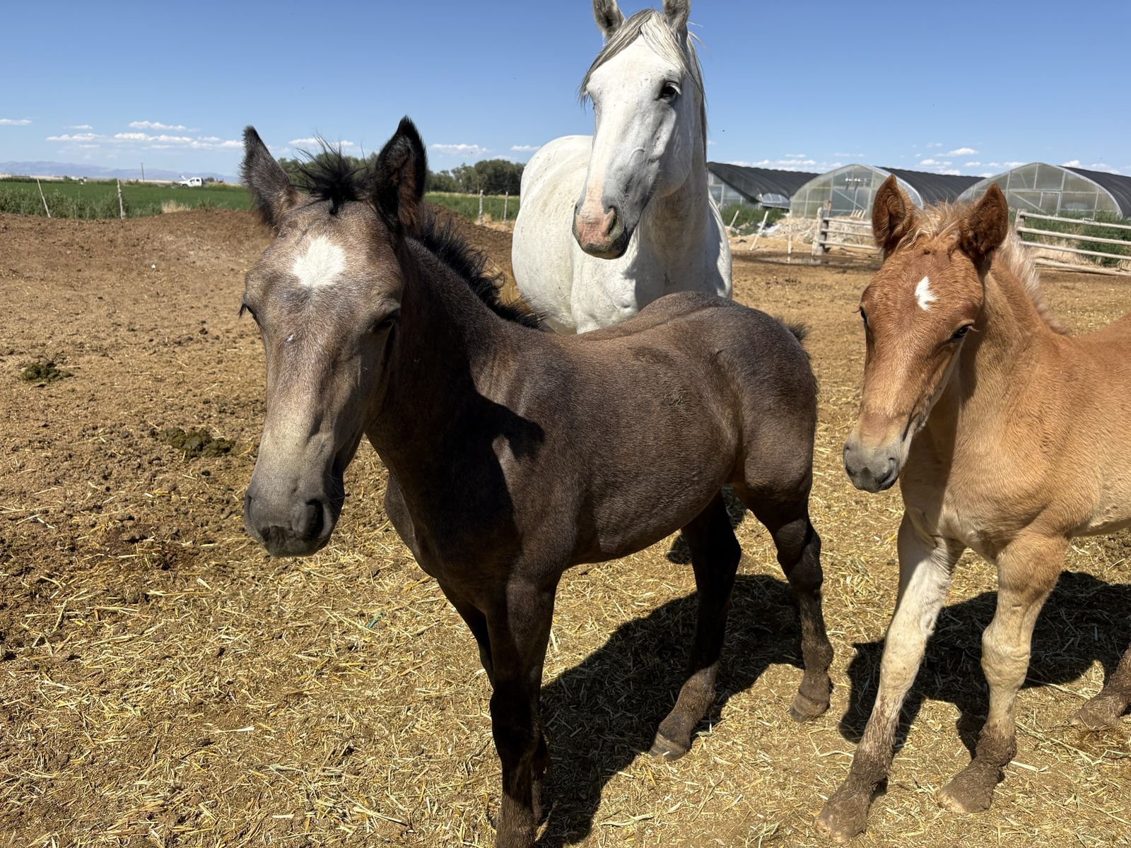 Gypsy/belgian weanling filly 