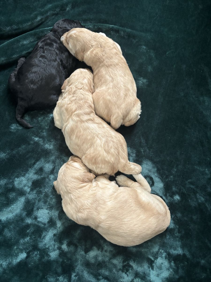 F1 Goldendoodles