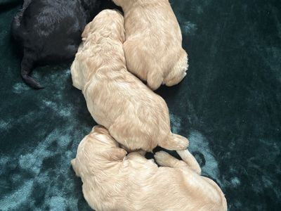 F1 Goldendoodles