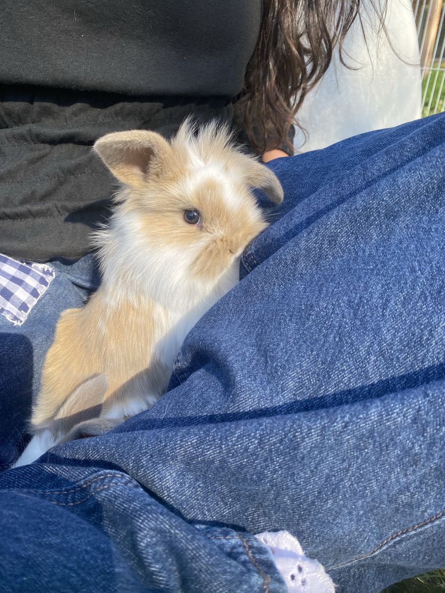 Adorable Holland Lop-Lionhead Mix