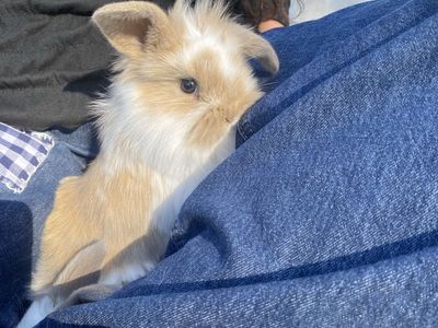Adorable Holland Lop-Lionhead Mix