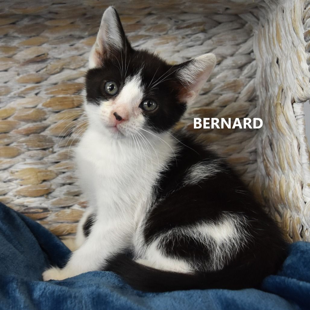 Hello my name is Bernard