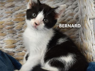 Hello my name is Bernard