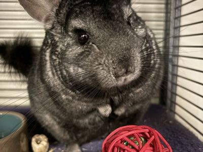 Young Light Ebony Female Chinchilla