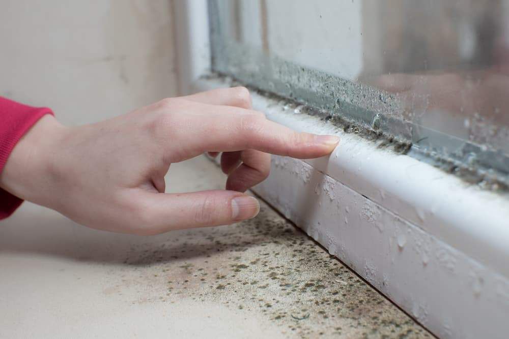 Mold Inspection and Mold Testing Services in Utah County