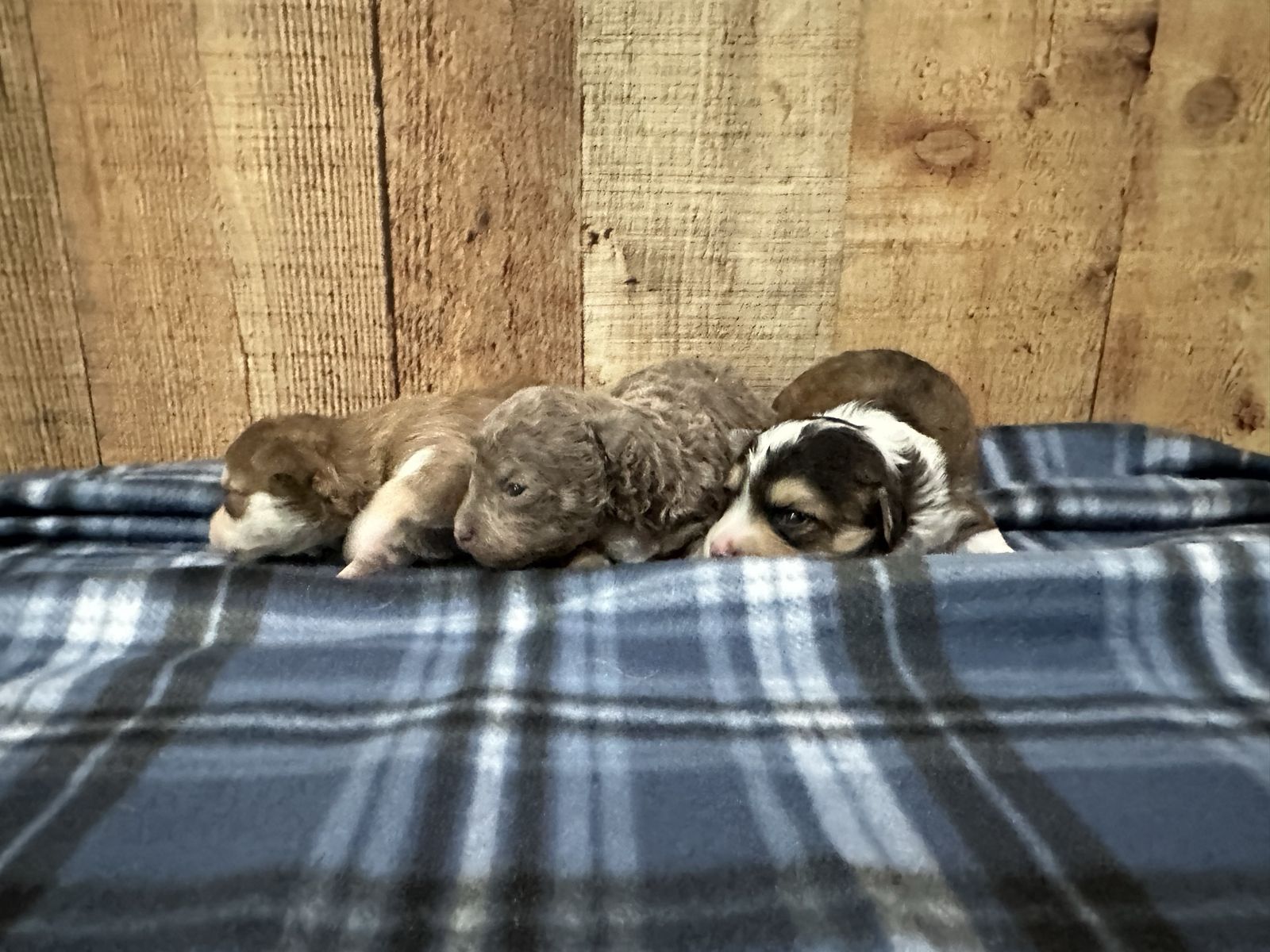 Chihuahua Mix Puppies