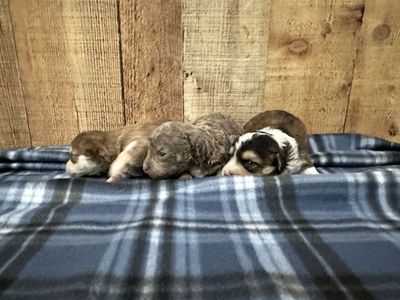 Chihuahua Mix Puppies